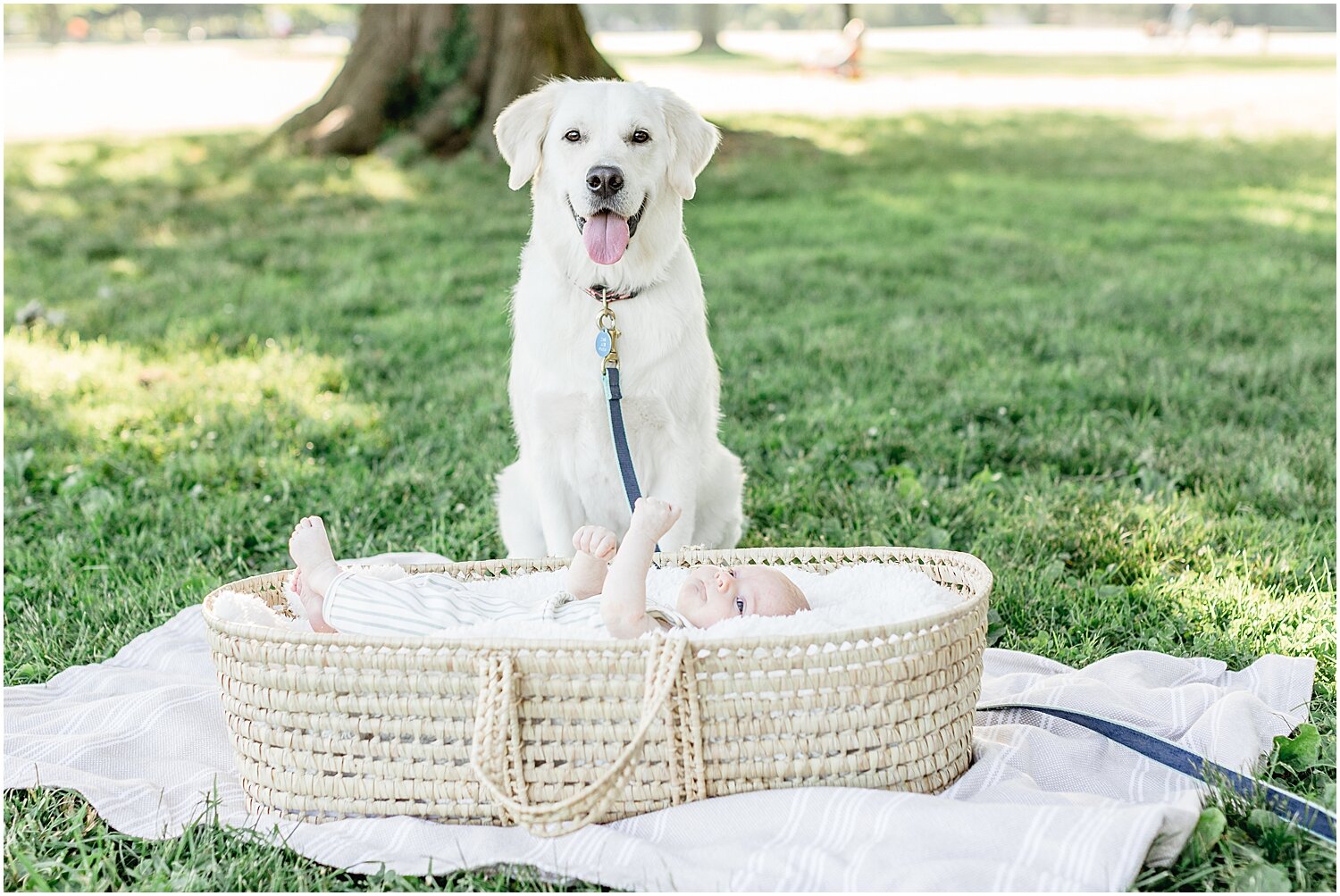 Family dog overlooking baby at outdoor newborn session with Connecticut Baby Photographer, Kristin Wood Photography.