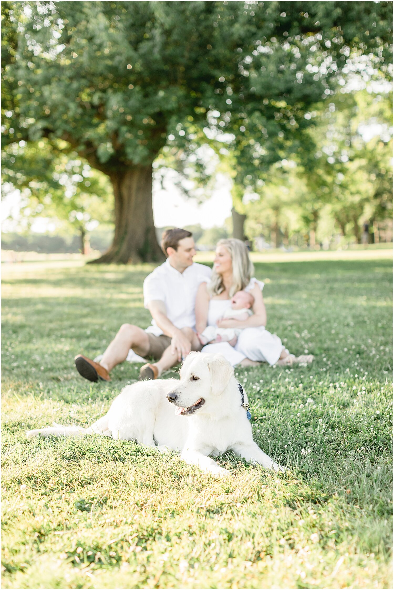 Newborn photos with dog at Waveny Park in New Canaan, CT. Photos by Kristin Wood Photography.