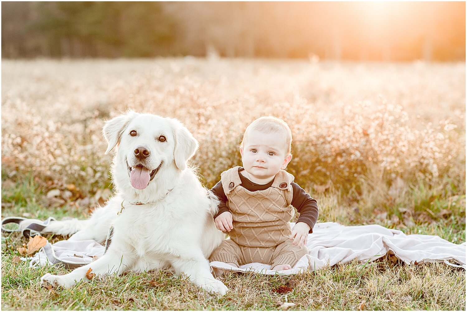 Golden sunset with 6 month old boy and his dog at Waveny Park. Photos by New Canaan Photographer, Kristin Wood Photography. 