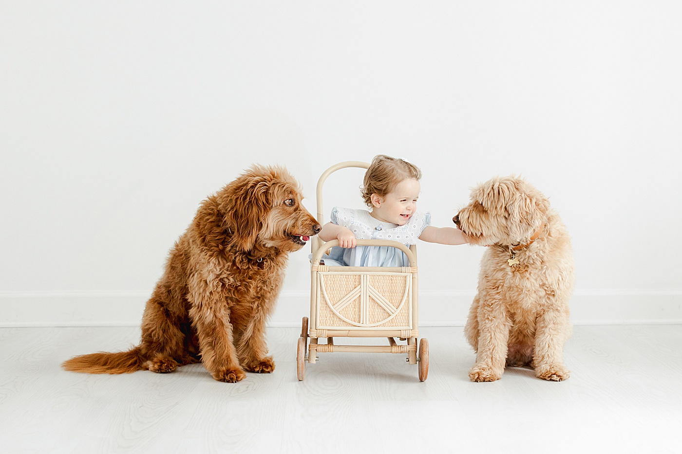 Why You Should Document Your Baby's First Year | Little girl sitting in carriage during first birthday photoshoot with her two family dogs | Kristin Wood Photography